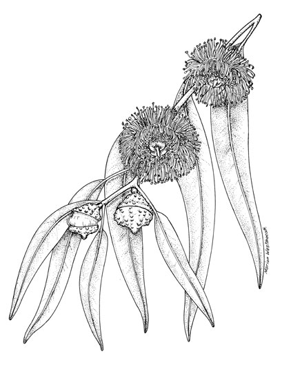 409x558 Eucalyptus Globulus Artist Marion Westmacott Fern, Flowers