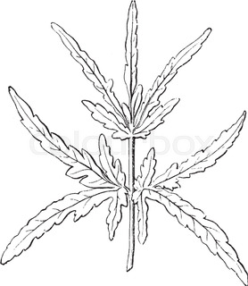 278x320 Picture Of Eucalyptus Tree Of Which Leaves Are In Pair And Are