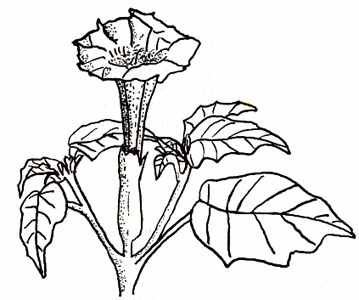 359x300 Some Medicinal Herbs And Their Use In Phytotherapy Datura Metel