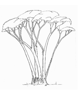 326x395 Styling Australian Species As Bonsai Mallee Eucalypts