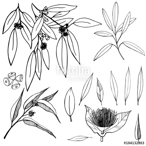 500x500 Vector Frame With Eucalyptus. Stock Image And Royalty Free Vector