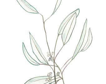 340x270 Botanical Sketches Etsy