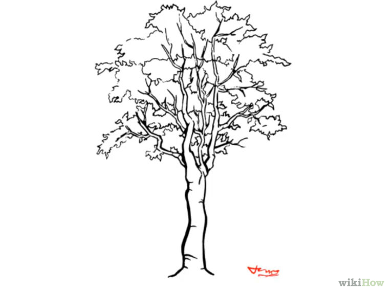 760x570 Draw A Detailed Tree Nature Drawing, Illustrators And Drawings