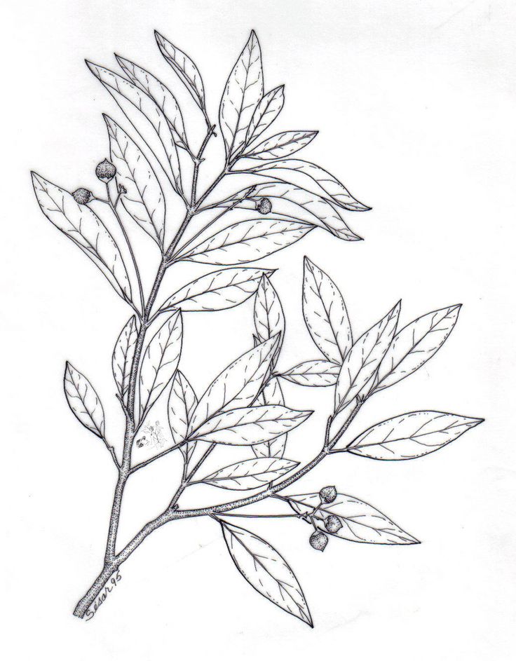 736x943 24 Best Eucalyptus Images On Tattoo Ideas, Book