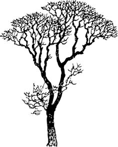 236x293 Image Result For Eucalyptus Tree Illustration Ink