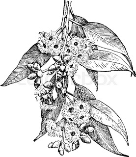 277x320 Picture Of Eucalyptus Tree Of Which Leaves Are In Pair And Are