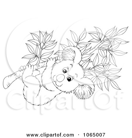 450x470 Royalty Free (Rf) Koala In A Eucalyptus Tree Clipart