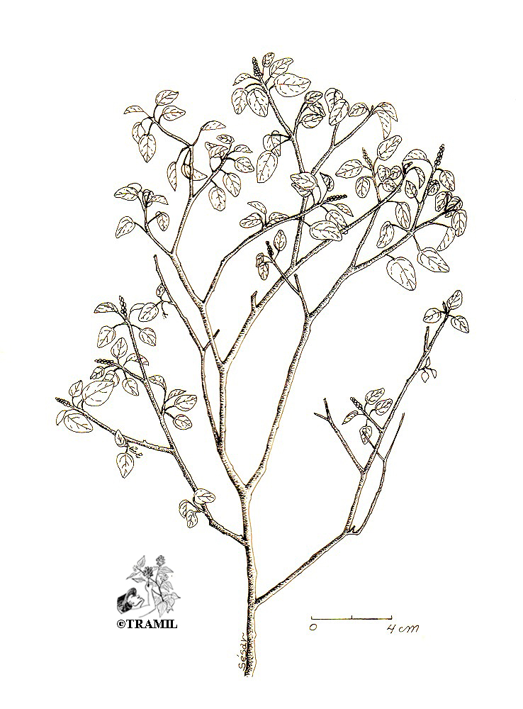 738x1000 Tramil Program Of Applied Research To Popular Medicine In