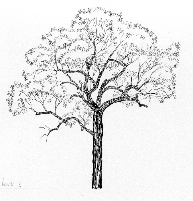 Eucalyptus Tree Drawing at GetDrawings | Free download