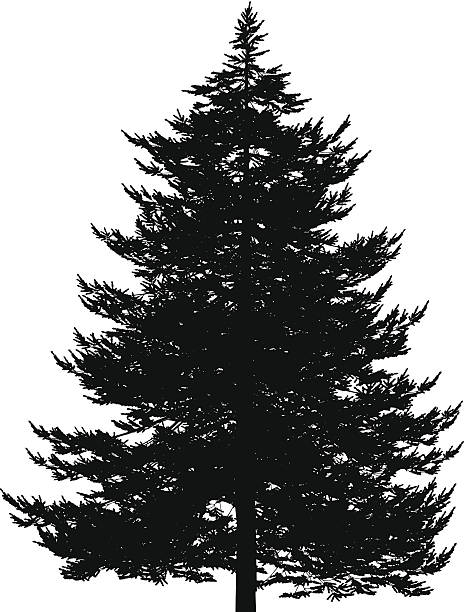 Evergreen Drawing at GetDrawings | Free download