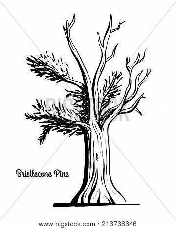 360x470 Evergreen Images, Illustrations, Vectors