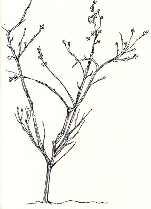 500x692 Pen, Pencil, Trees