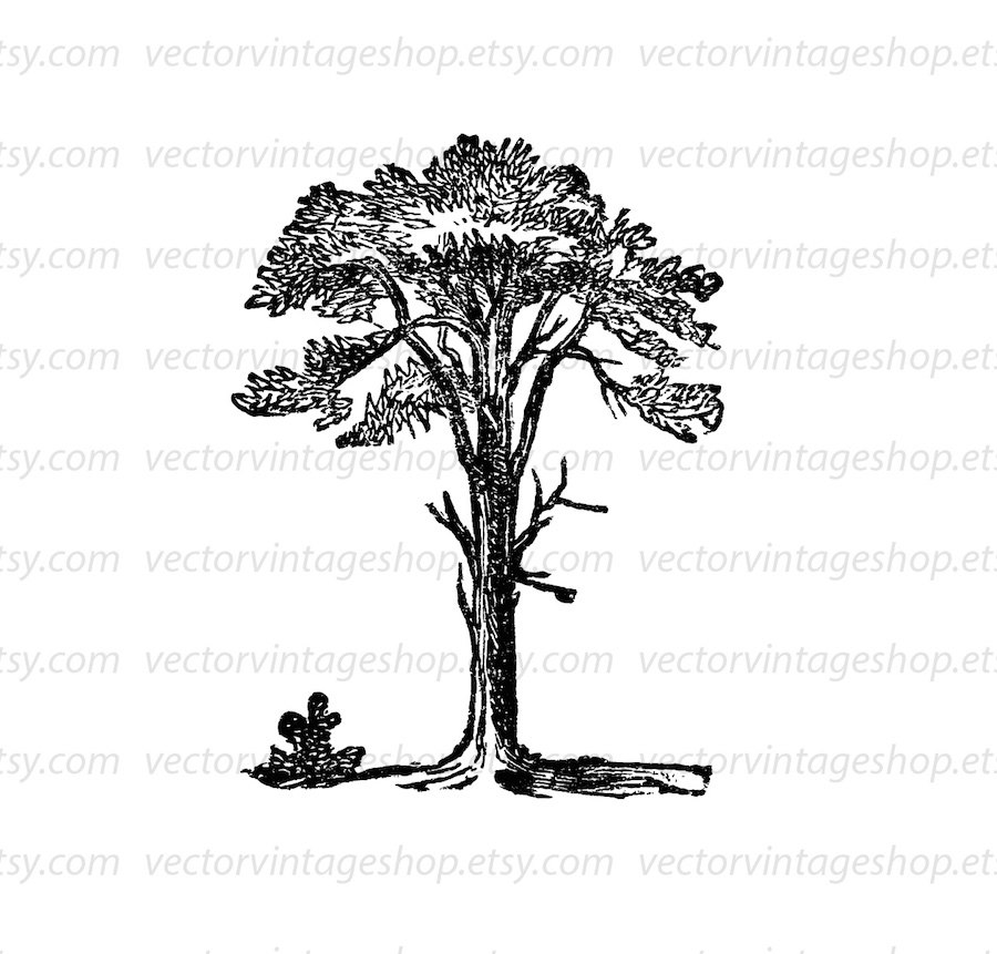 900x861 Tree Cilp Art, Scots Pine Vector Clipart, Victorian Style Instant