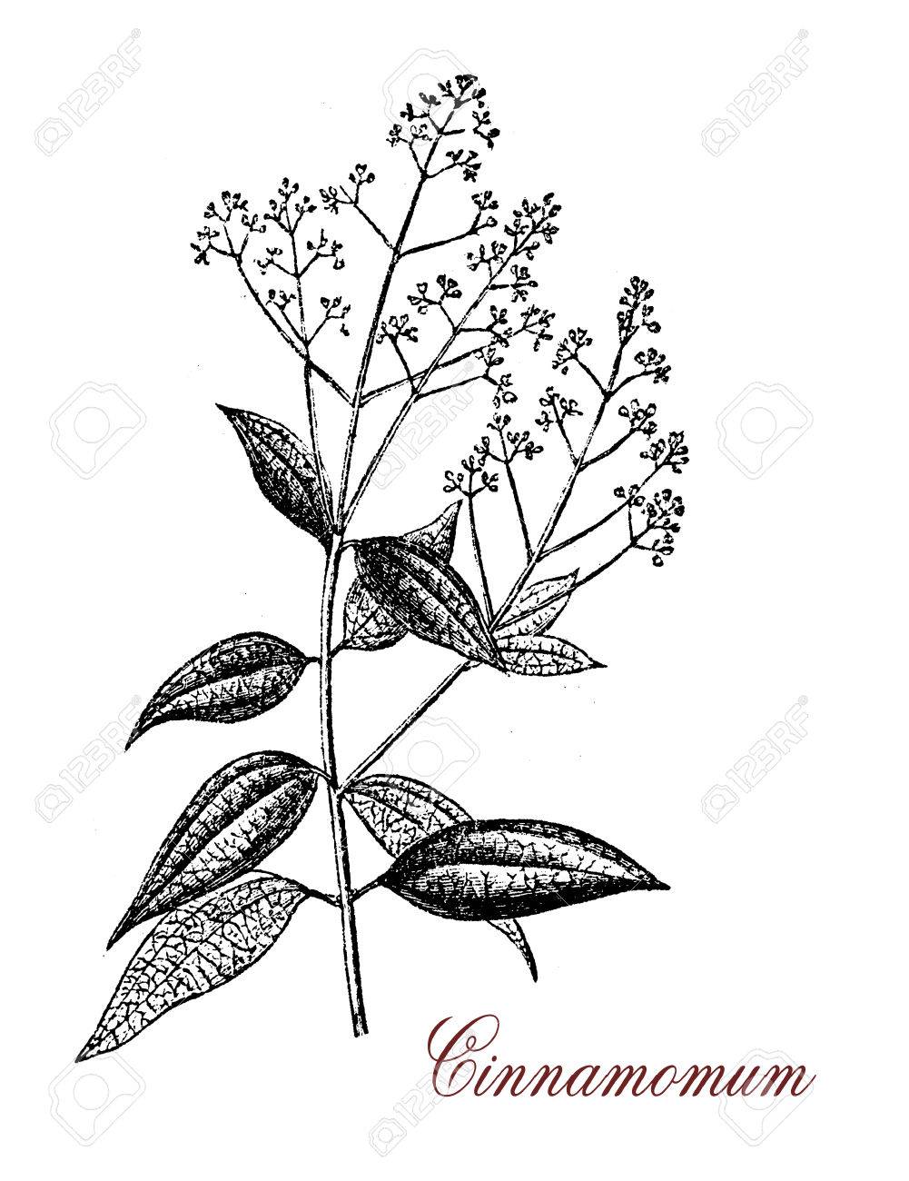 1001x1300 Vintage Engraving Of Cinnamomum, An Evergreen Aromatic Tree