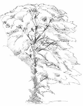 292x373 Drawing Trees ~ Drawing Tips, Hints And Techniques