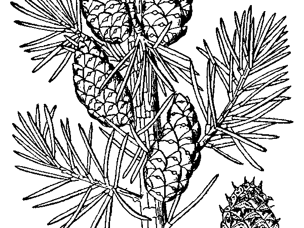 600x450 Drawn Pine Tree Jack Pine