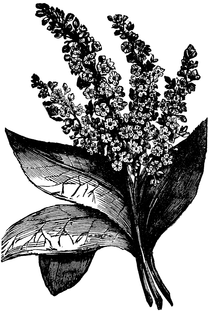 686x1024 Cinnamon Tree Clipart Etc