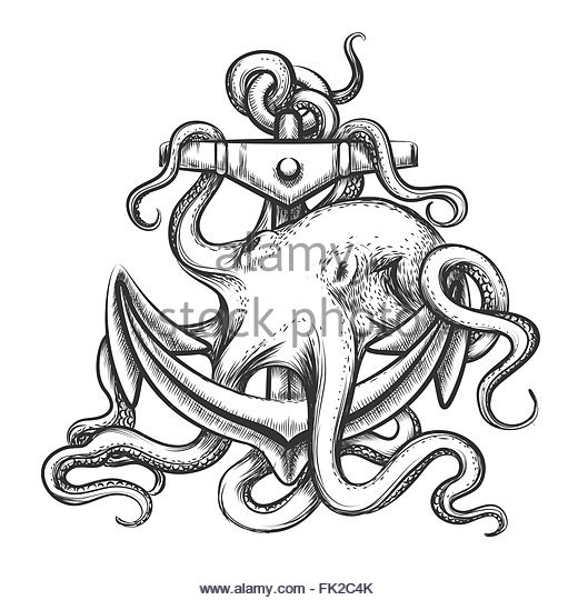 520x540 Octopus Black And White Stock Photos Amp Images