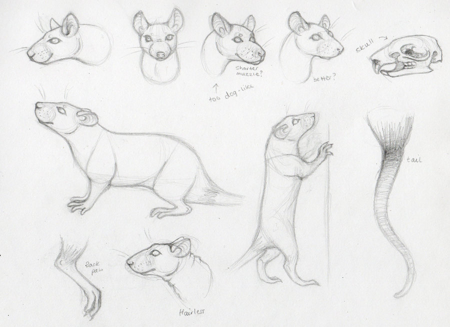 900x654 Drawing Rats Some Pointers By Deskleaves