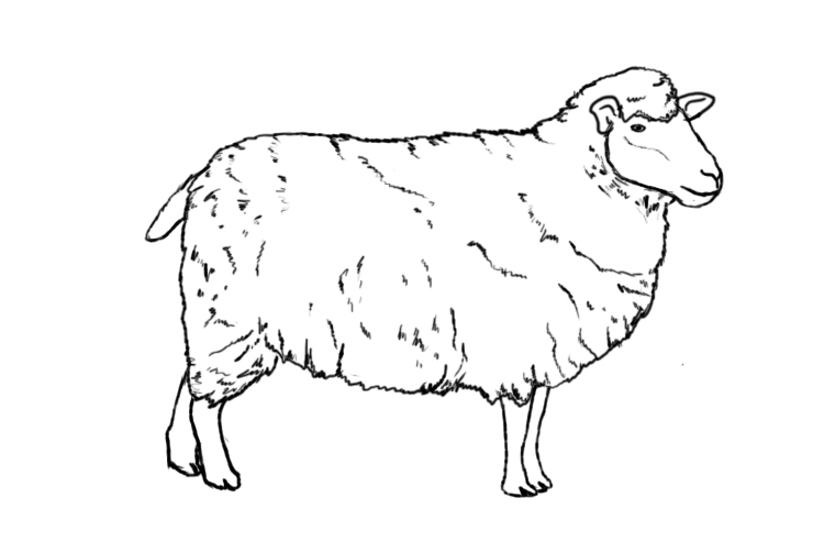 750x503 How To Draw A Sheep Sheep Drawing, Draw And Draw Animals