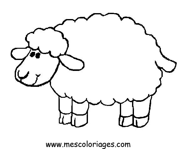 572x477 Sheep