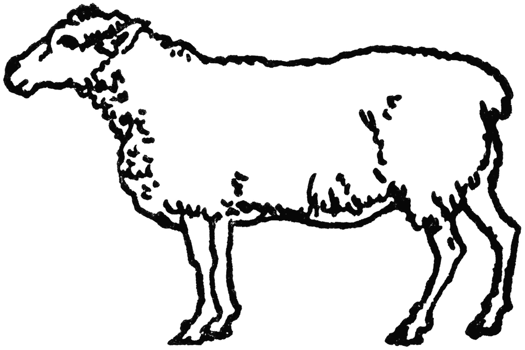 1024x682 White Sheep Clipart Etc