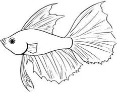 236x185 Draw A Koi Fish Koi, Fish And Draw
