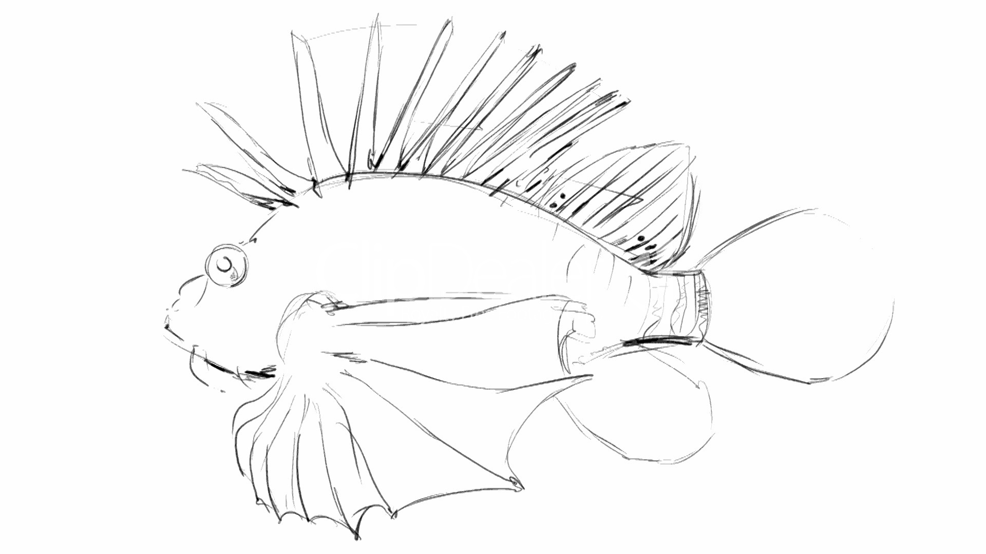 1920x1080 Pencil Sketch Of Sea Fish Royalty Free Video And Stock Footage