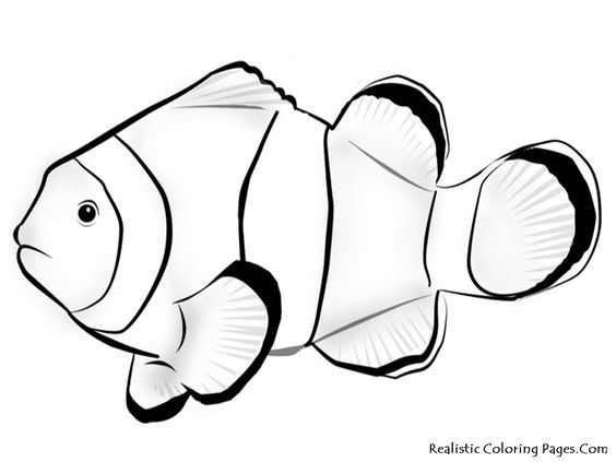 564x423 Tropical Fish Coloring Page Tropical Fish, Fish And Adult Coloring