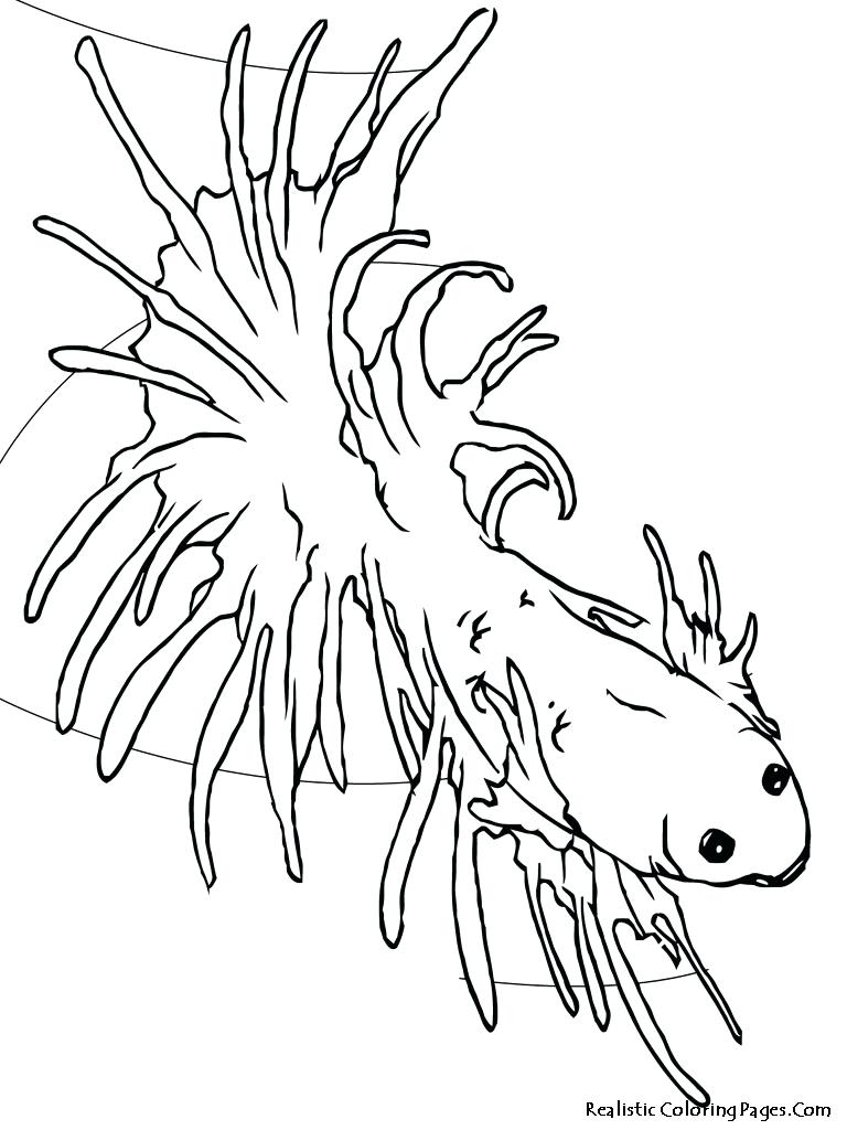 768x1024 Gallery Of Tropical Fish Coloring Pages Shishita World Tropical