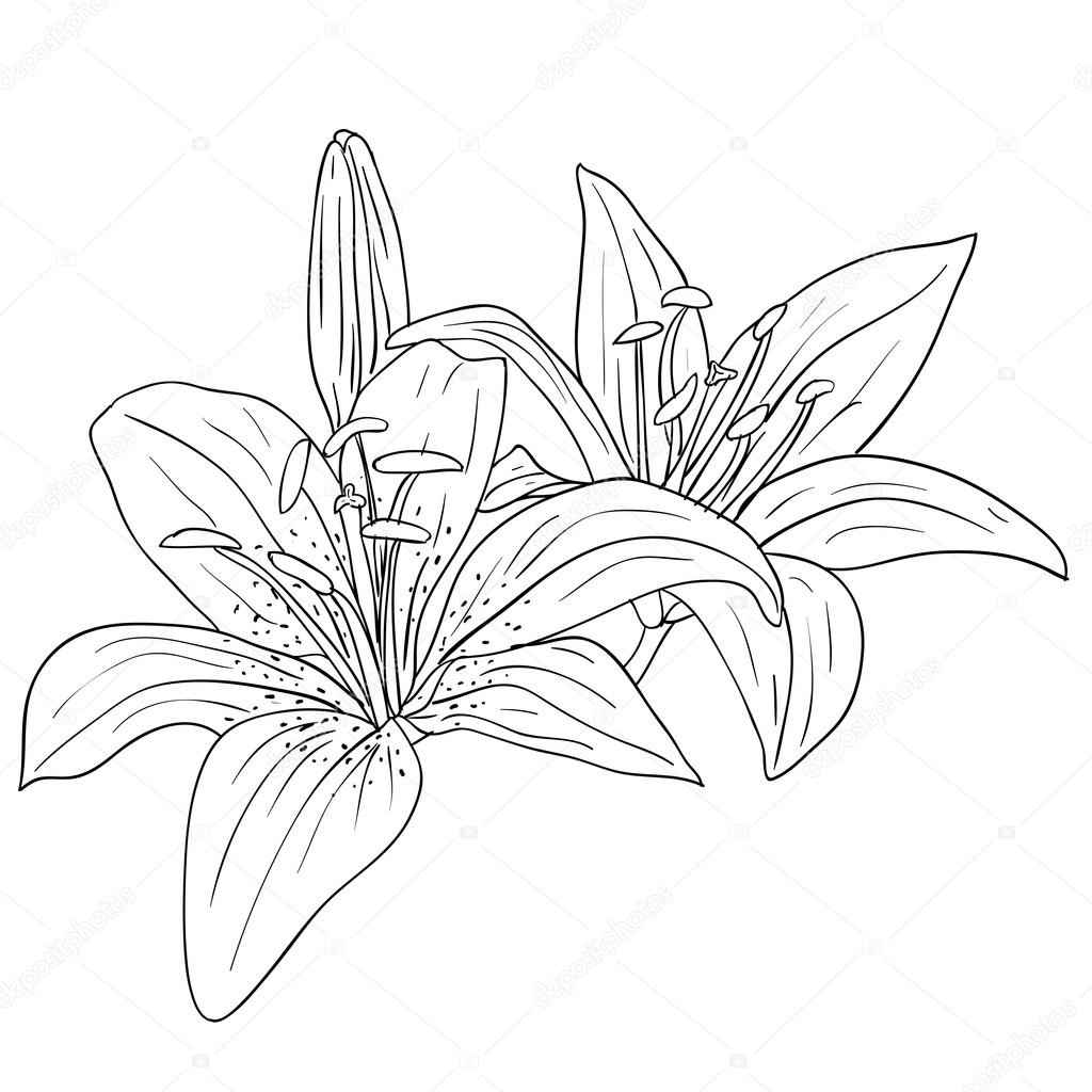 1024x1024 Exotic Tropical Flowers Drawing, Tropical Plant Drawings
