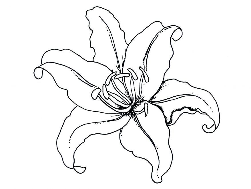 878x659 Flower Coloring Pages For Adults More Barn You Will 71 Glamorous