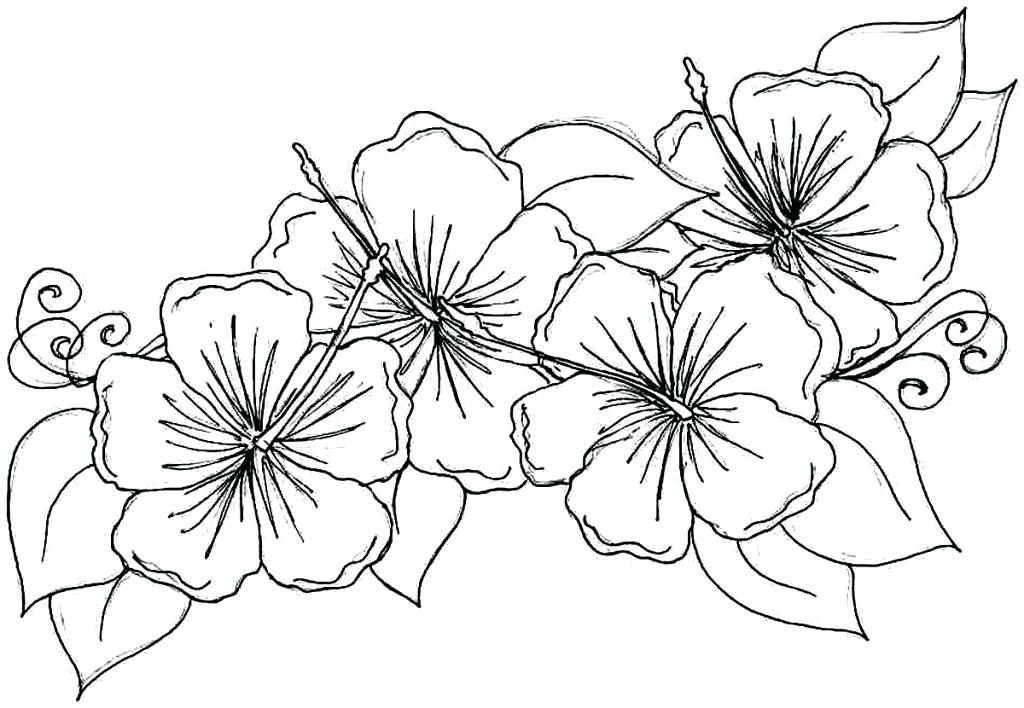 1024x708 Hawaiian Flower Coloring Pages Best Tropical Flower Coloring Pages