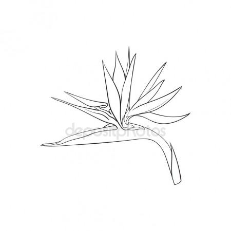 450x450 Single Bird Of Paradise, Strelizia Tropical Flower, Sketch Vector