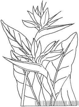 259x350 Bird Of Paradise Flower. Inspiration For Keon's Leather Tooling