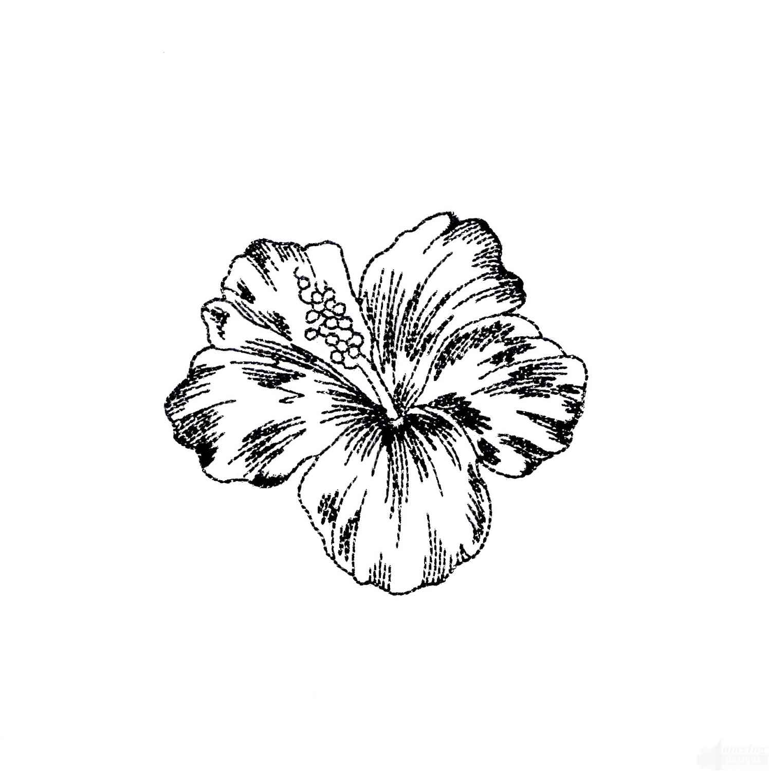 1500x1500 Tropical Flower Sketch Designs, Tropical Plant Drawings