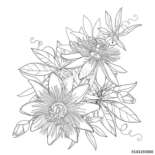500x500 Vector Bouquet With Outline Tropical Passiflora Or Passion Flowers