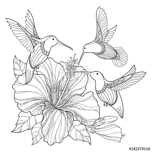 500x500 Vector Flying Hummingbird Or Colibri And Ornate Hibiscus