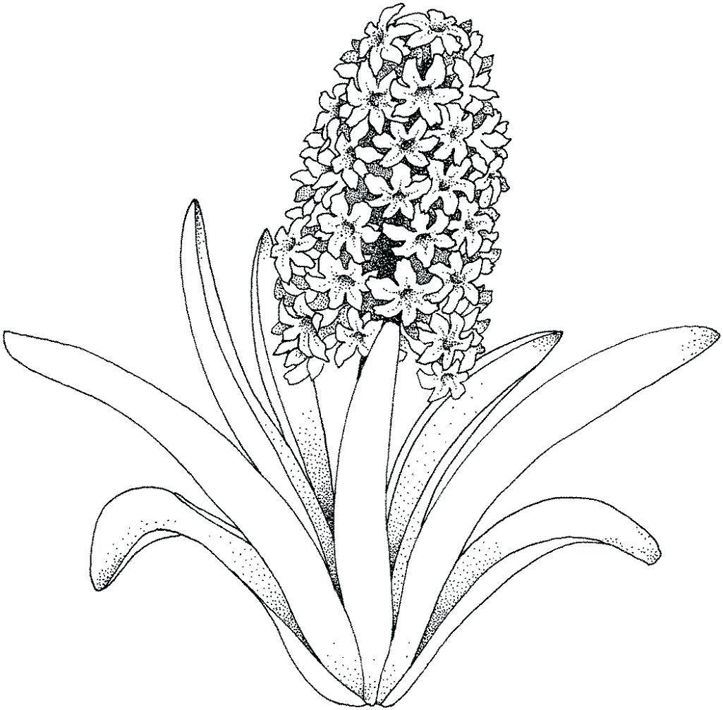 1025x1007 Coloring Tropical Flower Coloring Pages For Adults Only Of Exotic