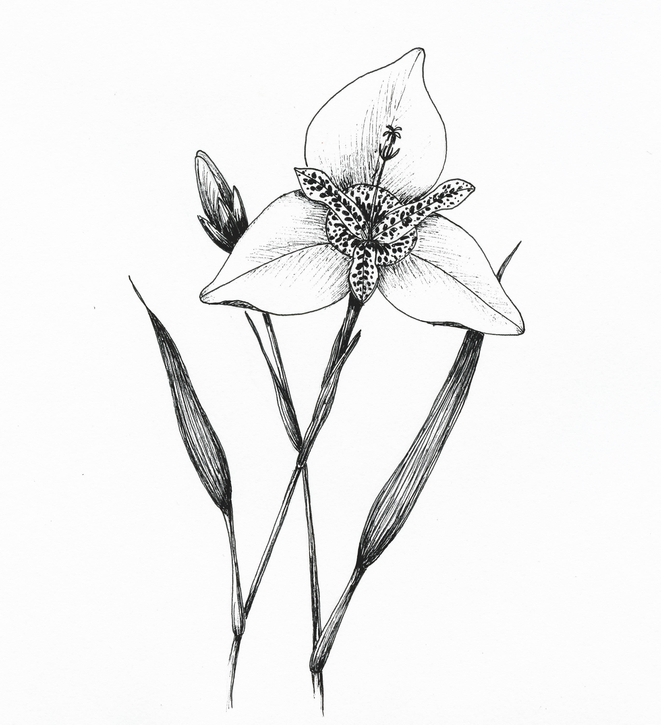 2737x3000 Digital Floral Ink Illustration. Tiger Flower. Black Ink