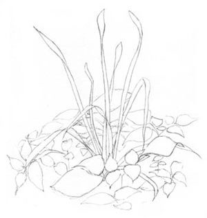 300x317 Drawing From Life With Expressive Line Carol's Drawing Blog