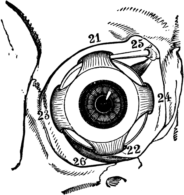 604x640 Muscles Of The Human Eyeball Clipart Etc