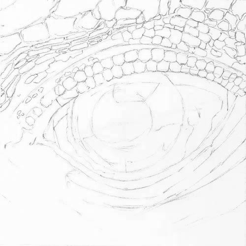 500x500 Eye Drawing. Colored Pencils. Art Lesson.