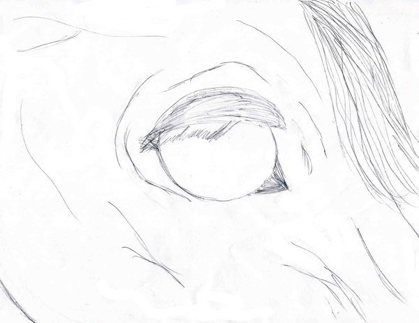 600x463 Horse Lineart Stock Eye By Aos2