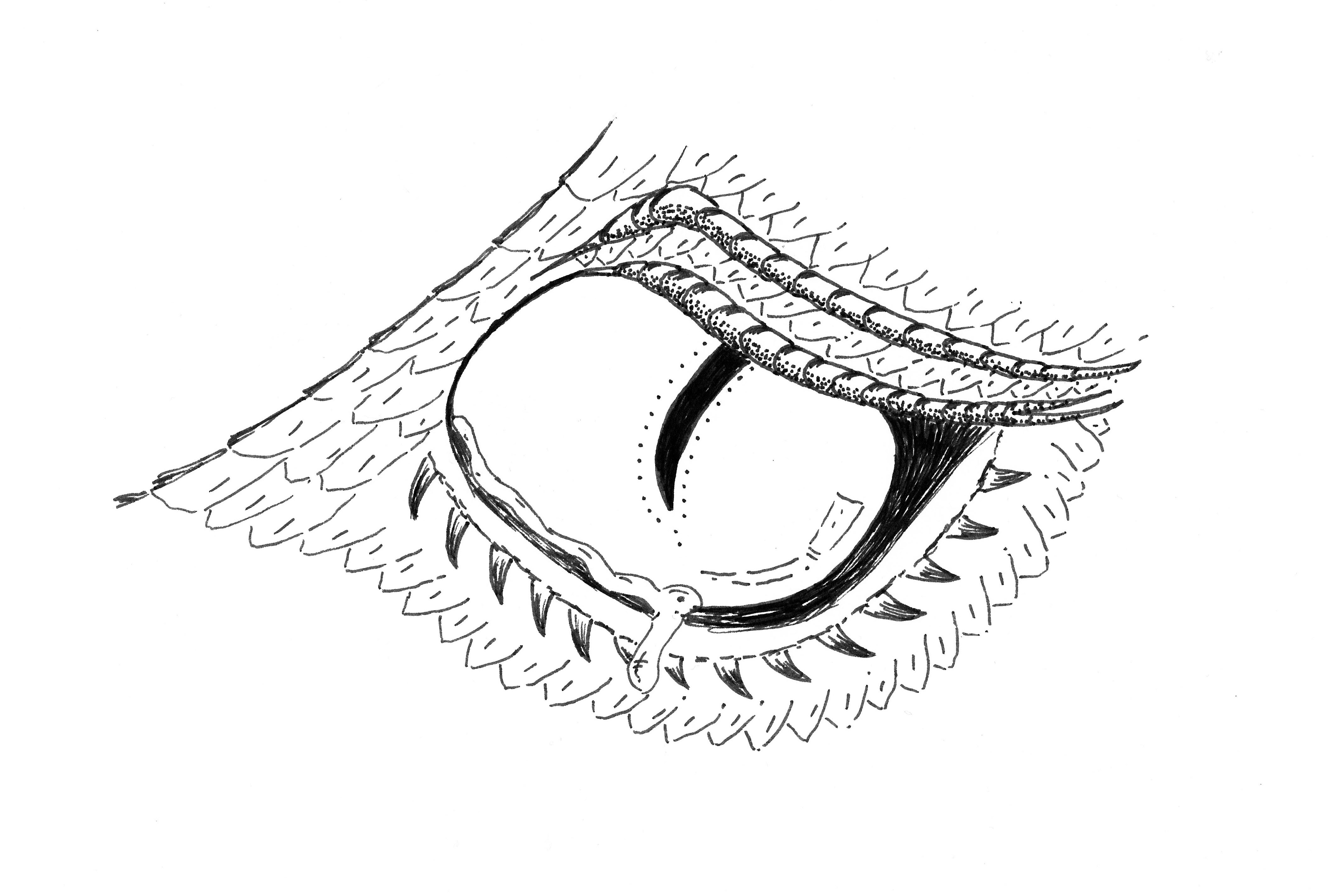 4222x2850 Ink Draw 4 Dragon Eye