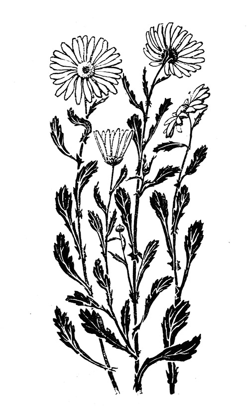 504x827 Flower Sketches