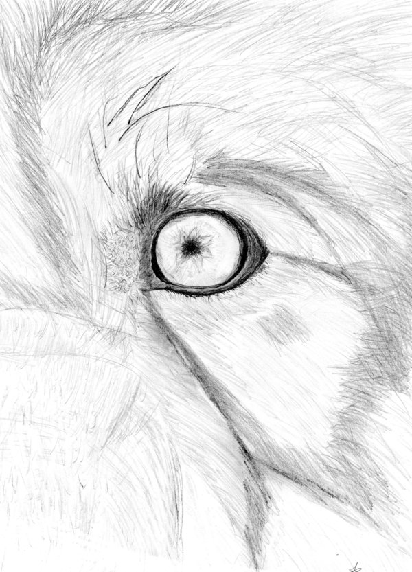 600x833 Wolf Eyes Close Up Drawing