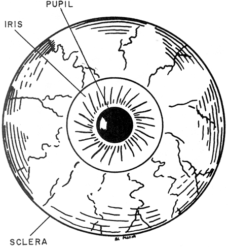 450x486 Examining The Eyes