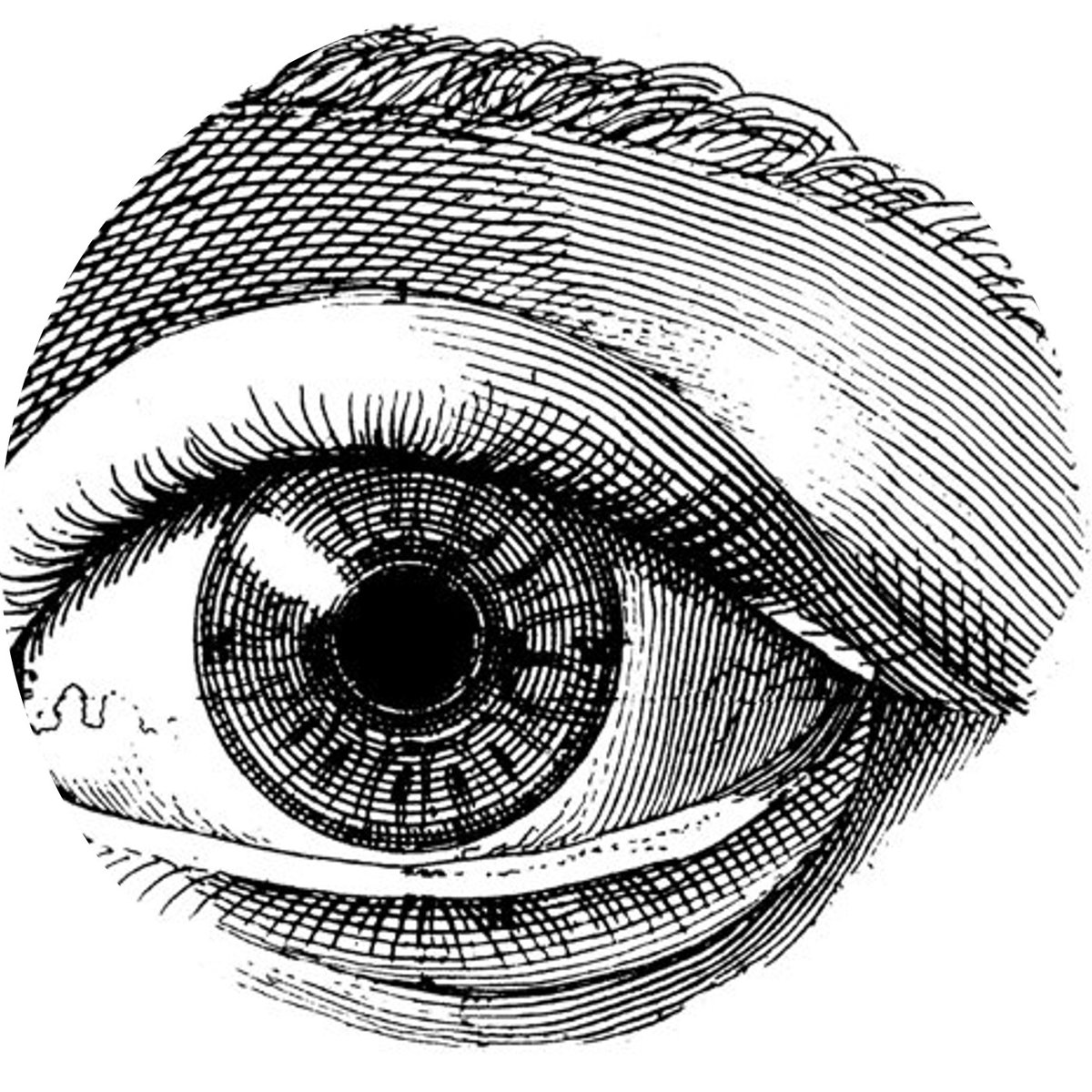 1200x1200 Hungry For Harv Stupid Human