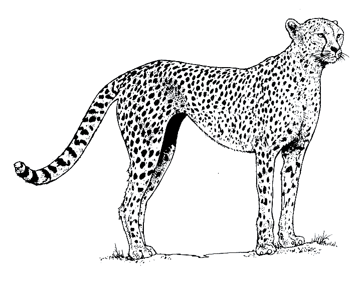722x579 Unbelievable Cheetah Outline Coloring Pages Drawing Printable